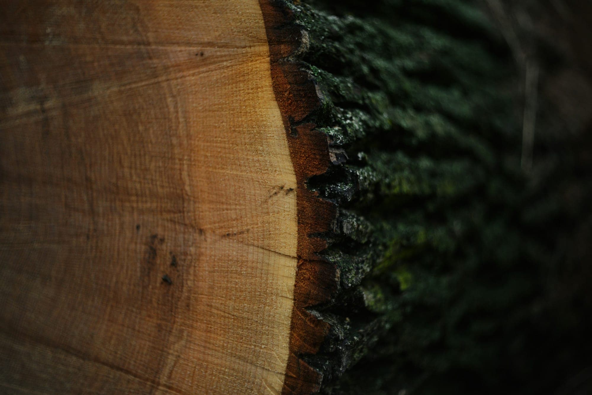 The live edge of a hardwood slab against the bark